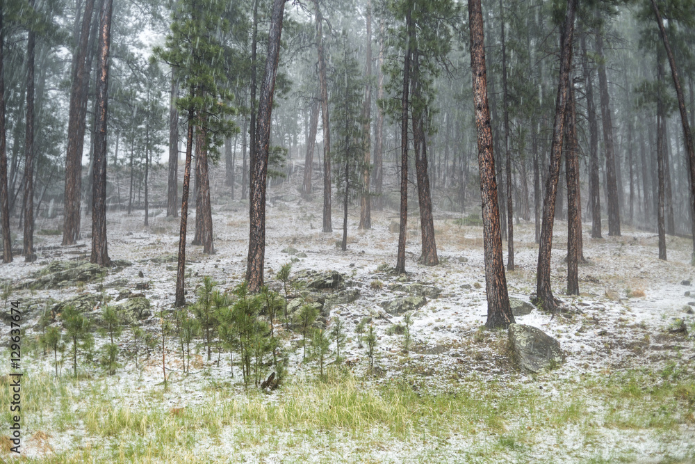 Fototapeta premium hailstorm in the forest