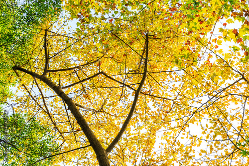 Fototapeta Naklejka Na Ścianę i Meble -  Ginkgo leaves in autumn color