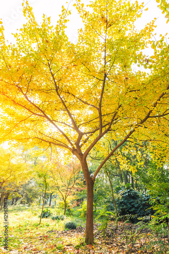 Ginkgo leaves in autumn color