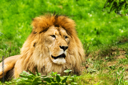 Lion male. Panthera leo.