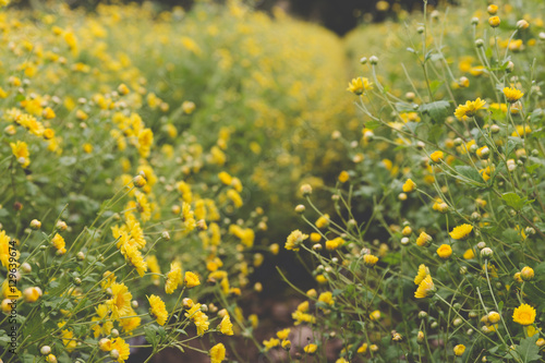 yellow Chrysanthemum flower field, soft focus