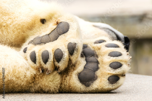 Obraz na płótnie Paws of polar bear. Ursus maritimus. w salonie