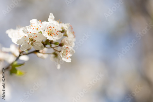 White cherry blossoms