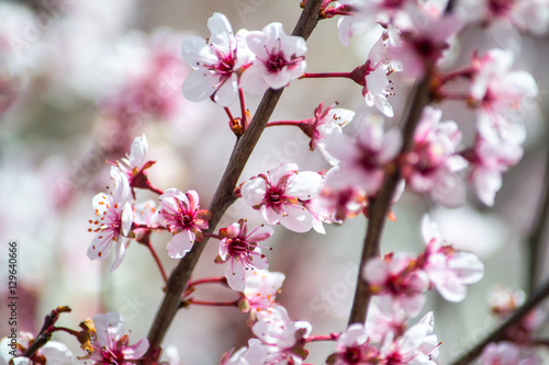 Spring Blossoms