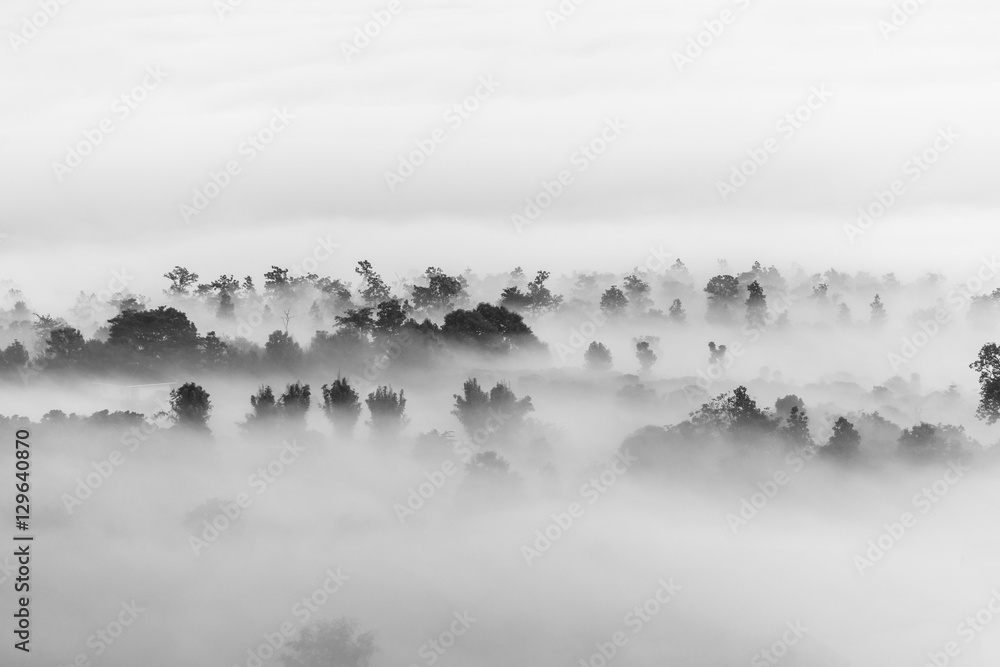 sea of clouds over the forest, Black and white tones in minimalist photography - obrazy, fototapety, plakaty 