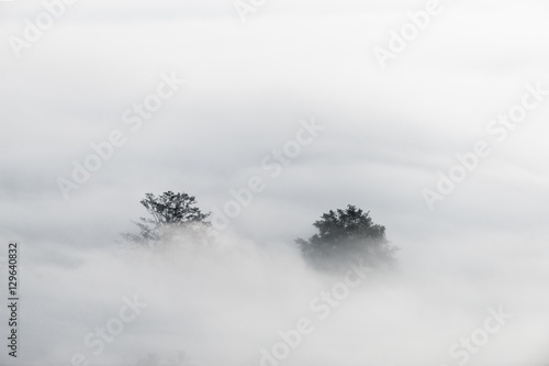 Canvas Print sea of clouds over the forest, Black and white tones in minimalist photography