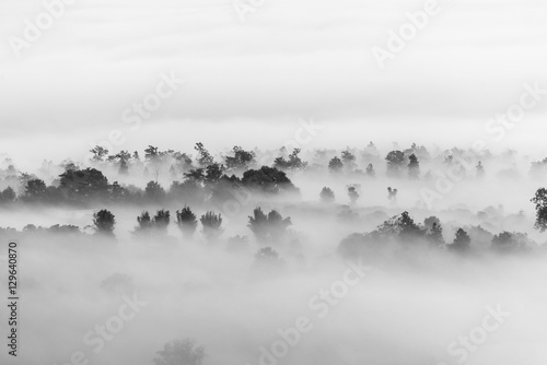 morze chmur nad lasem, czarno-białe odcienie w minimalistycznej fotografii