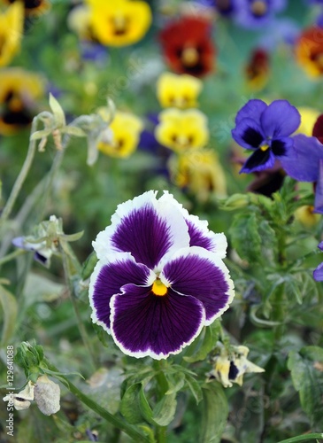 Violet Pansy