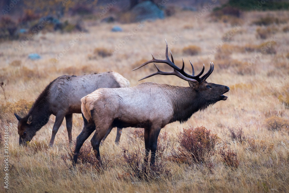 A bull elk bugles a challenge across a meadow to a rival bull A bull elk bugles a challenge across a meadow to a rival bull