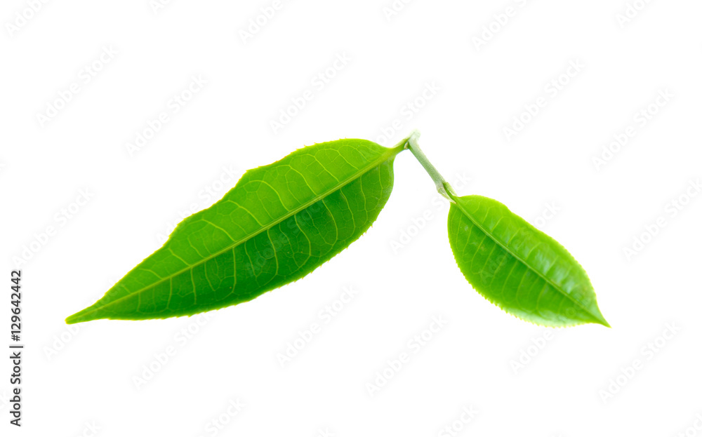 Obraz premium Green tea leaf isolated on white background