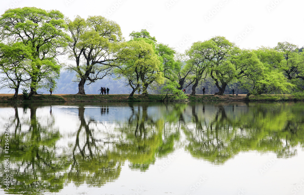경산 반곡지의 봄 경산 반곡지의 봄