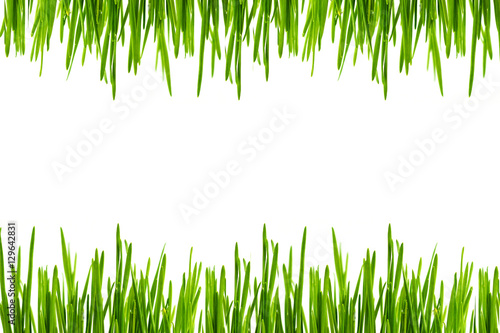 Green grass leaves on white background