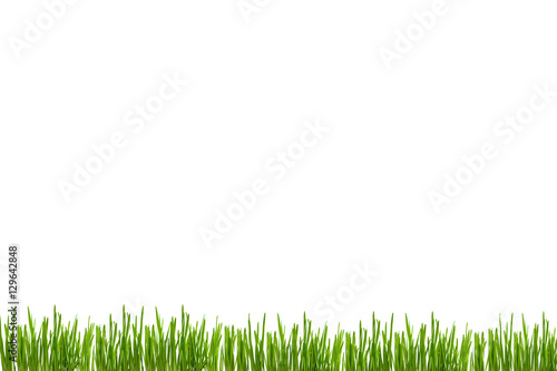 Green grass leaves on white background