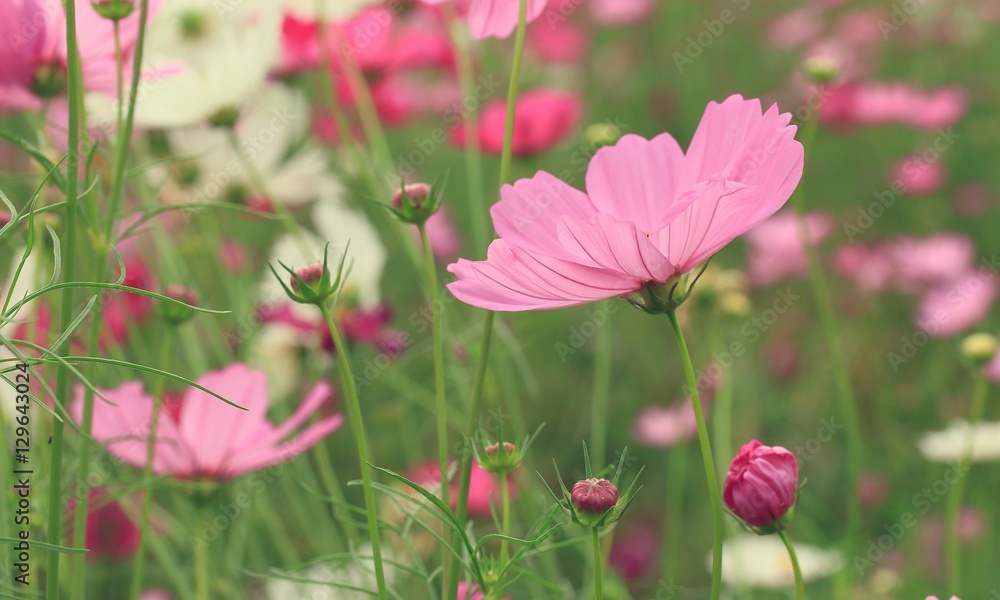 Cosmos flowers Cosmos flowers