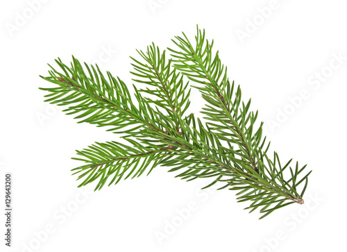 Fir tree branch isolated on a white background © domnitsky