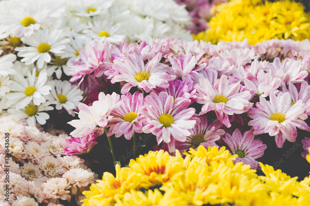 blooming flower in flowerbed in field