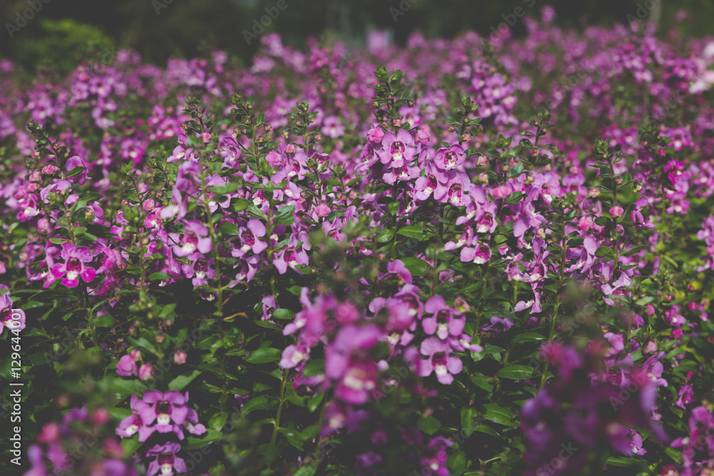 blooming pink purple flower in flowerbed in field