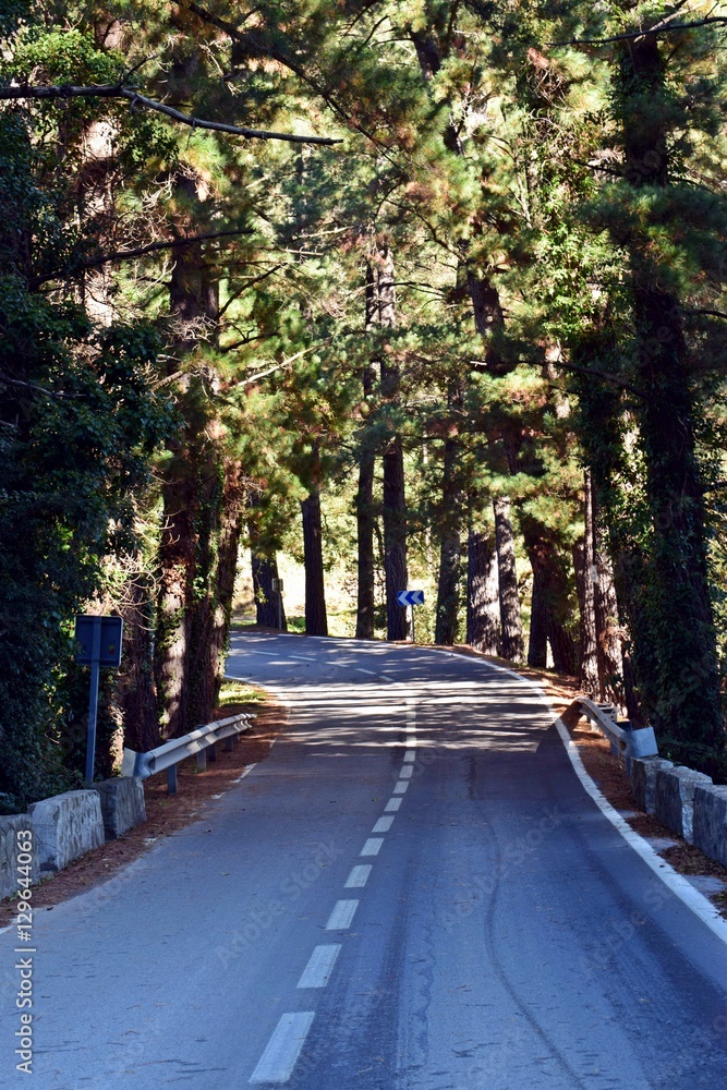 Carretera por el bosque, montañas del Montseny España