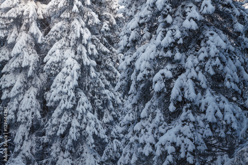 Fir trees covered with snow in winter forest Fir trees covered with snow in winter forest