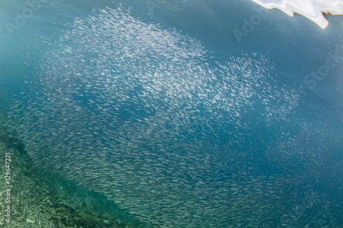 A profusion of baitfish underwater on Sebayur Island, Komodo National Park, Flores Sea, Indonesia photo