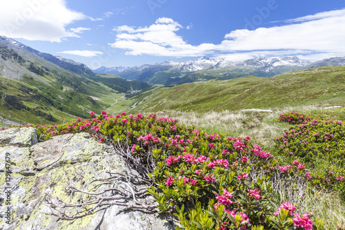 Rhododendrons frame the green alpine landscape, Montespluga, Chiavenna Valley, Sondrio province, Valtellina, Lombardy
