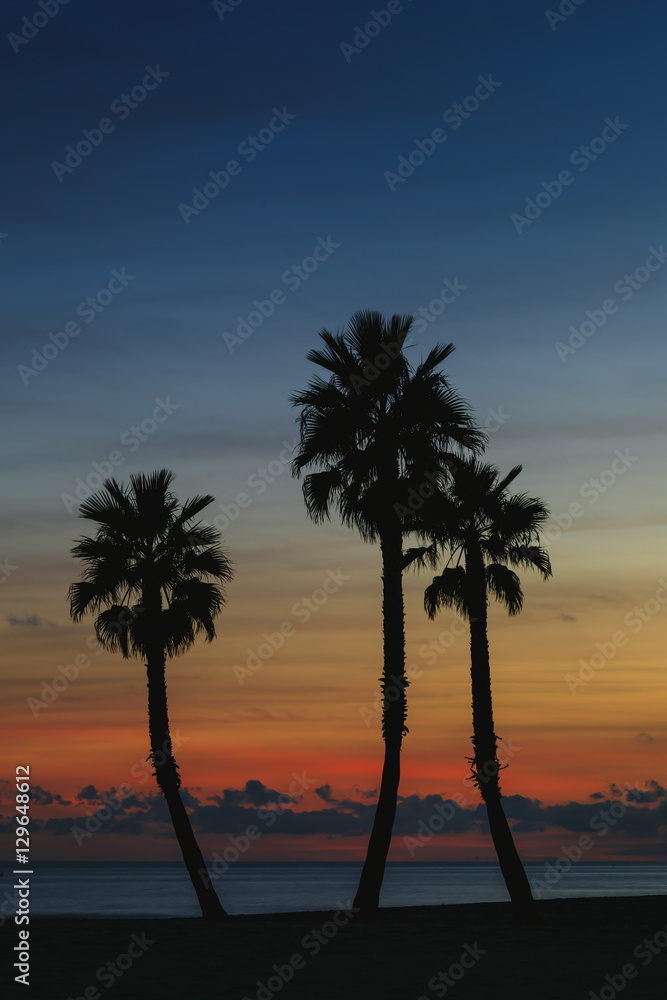 Palms on the beach