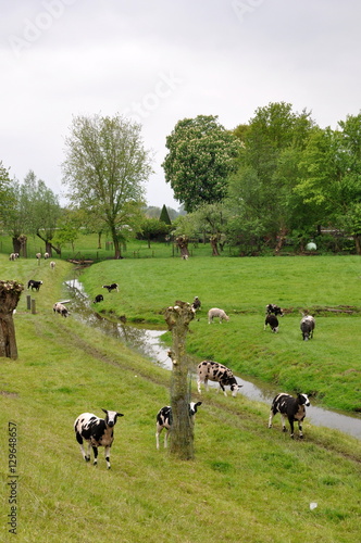 Sheep and Lamb in fields in Holland