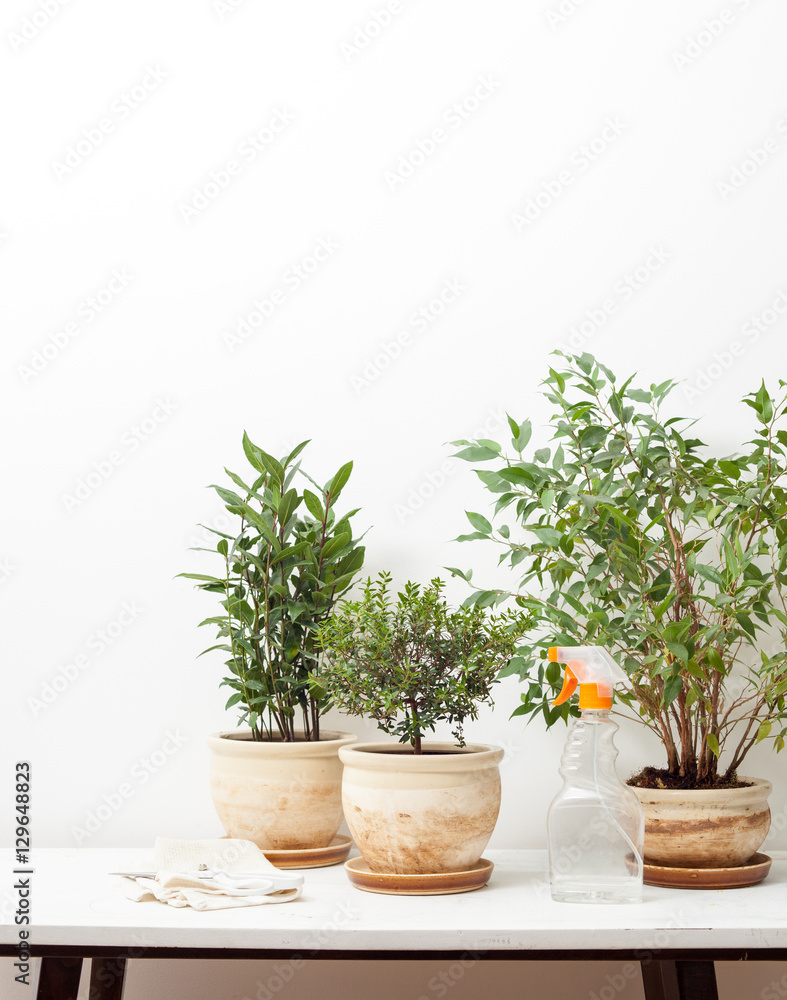 cultivation of plants on the windowsill cultivation of plants on the windowsill