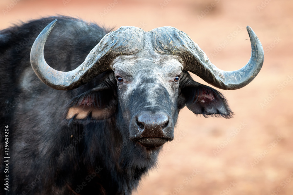 Buffalo portrait, Chobe National Park, Botswana Buffalo portrait, Chobe National Park, Botswana