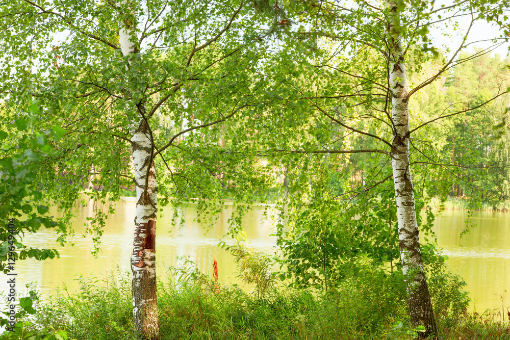 Fototapeta premium forest on the shore of lake