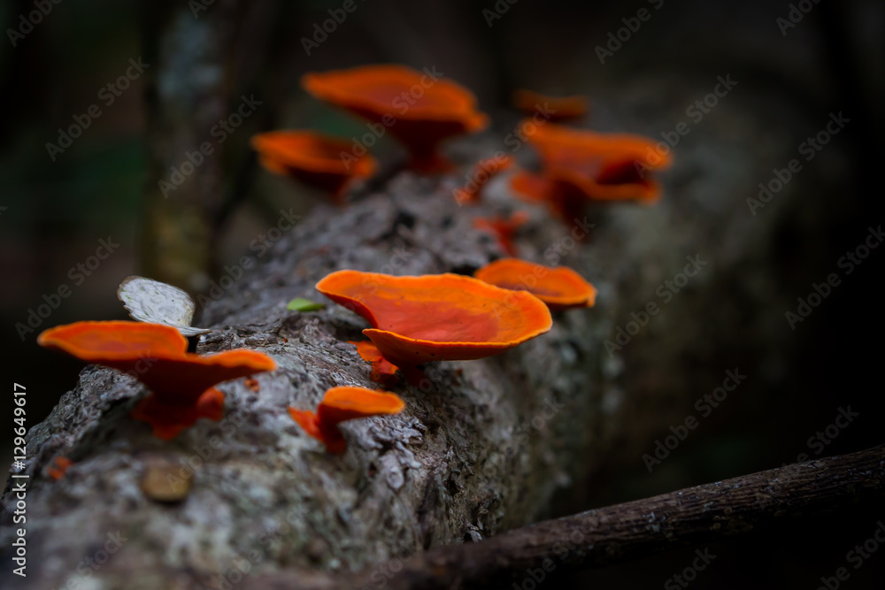 Fototapeta premium Close up of beautiful Mushrooms deep in the forest in Thailand.