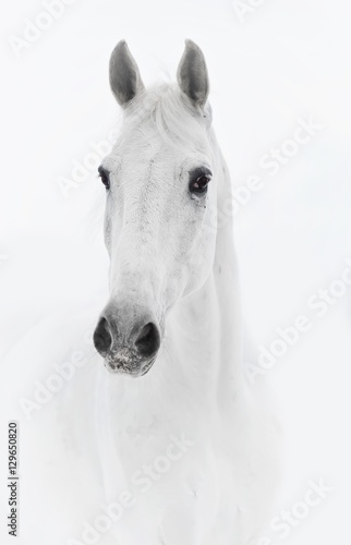 White horse in high key