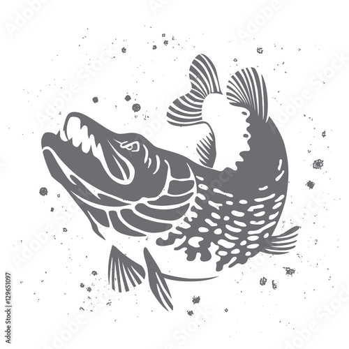 Predatory pike. The stylized image of fish. Vector