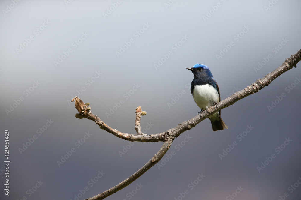 Fototapeta premium オオルリ,スズメ目,ヒタキ科,オオルリ属