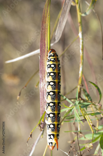 a beautiful caterpillar in the summer © snaillens