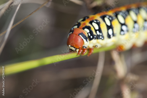 beautiful caterpillar on the plant © snaillens