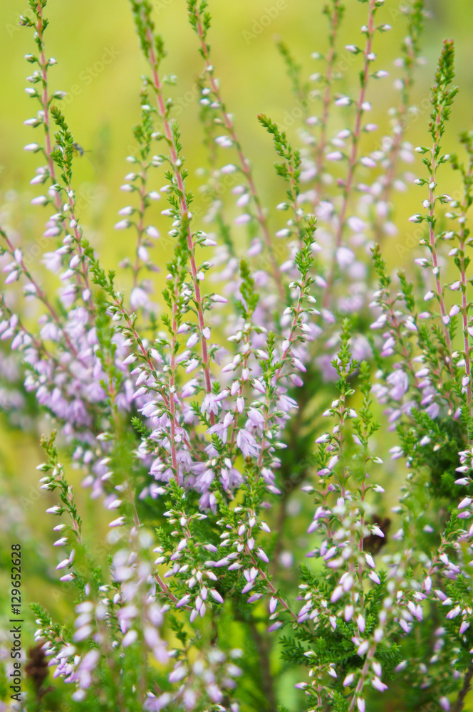 Heather purple flowers on yellow background soft focus Heather purple flowers on yellow background soft focus