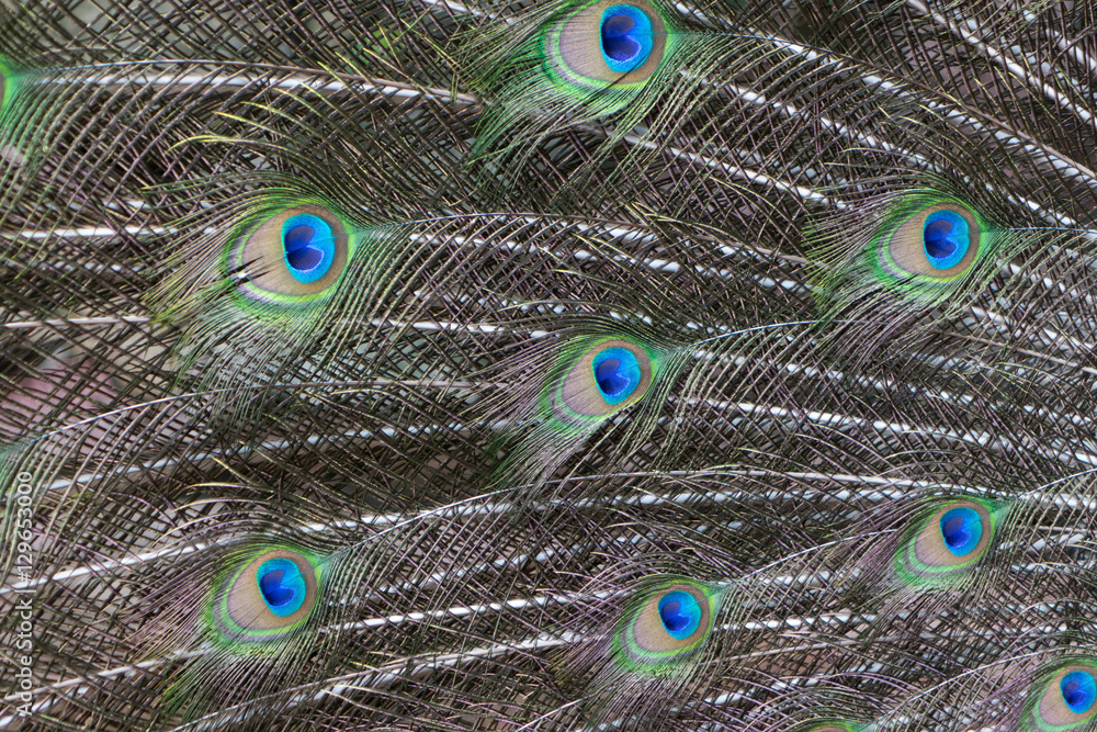 Obraz premium Colorful Pattern of Peacock Feathers