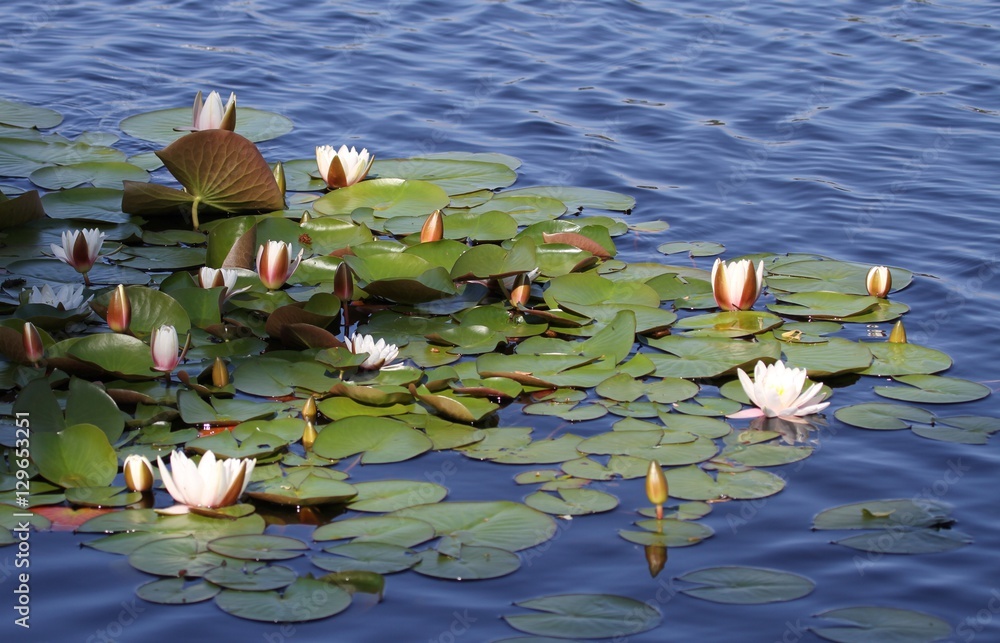 Fototapeta premium nénuphar blanc sur l'étang,Nymphaea alba