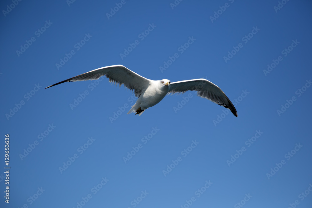 Beautiful Seagull Soaring In The Air And Looking Into The Camera Beautiful Seagull Soaring In The Air And Looking Into The Camera