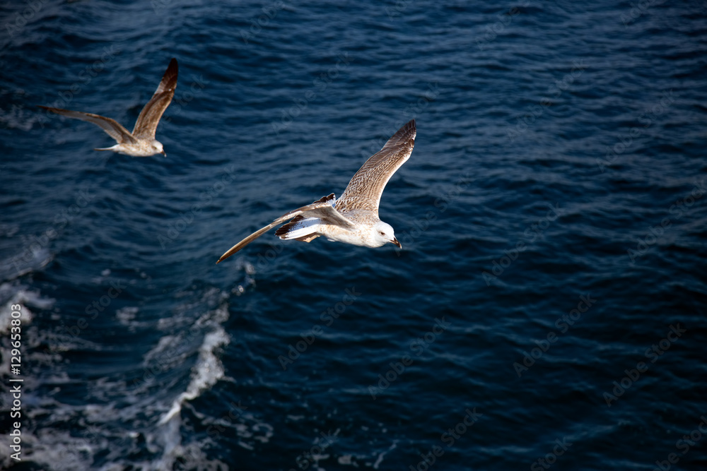Two Seagulls Flying Over The Wavy Surface Of The Sea