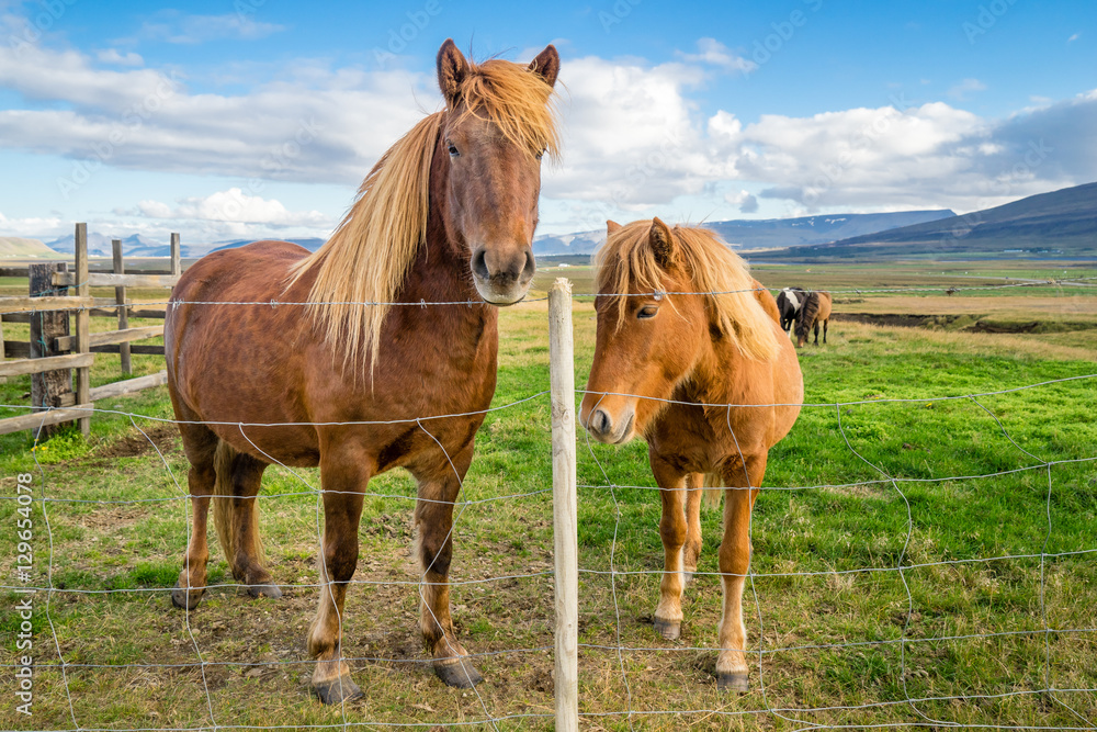 An adult and juvenile Icelandic horse in a field in rural Iceland An adult and juvenile Icelandic horse in a field in rural Iceland
