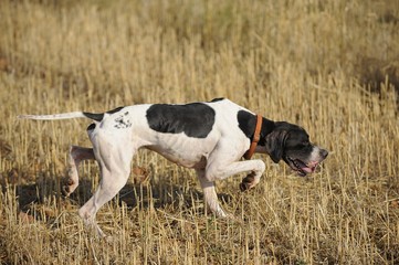 Papier peint photo Chasser Pointer anglais chassant la caille  © José 16