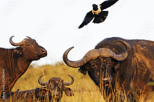 Magpie (Urolestes) and Buffalo (Syncerus caffer), Hluhluwe-Imfolozi Park, Kwazulu-Natal photo