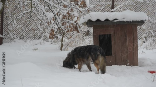Mongrel dog on chain in snow enters its kennel in winter in snowfall hiding itself from snowfall
