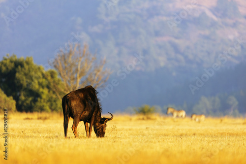 Blue wildebeest (Connochaetes taurinus), Mlilwane Wildlife Sanctuary, Swaziland