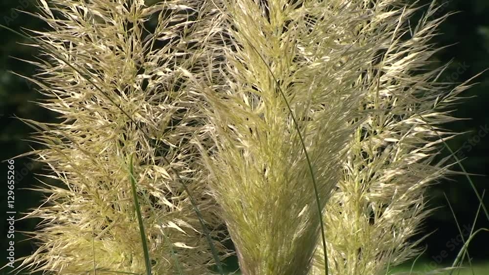 Buschiges Binsengras bewegt sich im Wind (Großaufnahme) Stock ビデオ