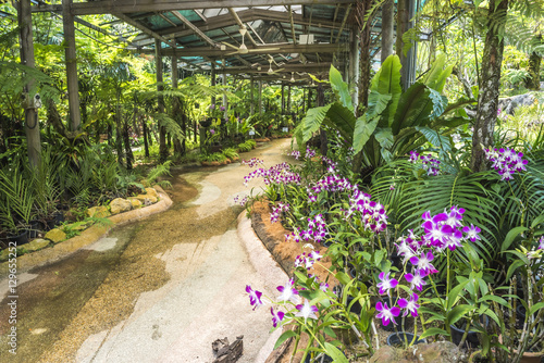 Orchid garden, Perdana Botanical Garden, Tun Abdul Razak Heritage Park, Kuala Lumpur, Malaysia photo