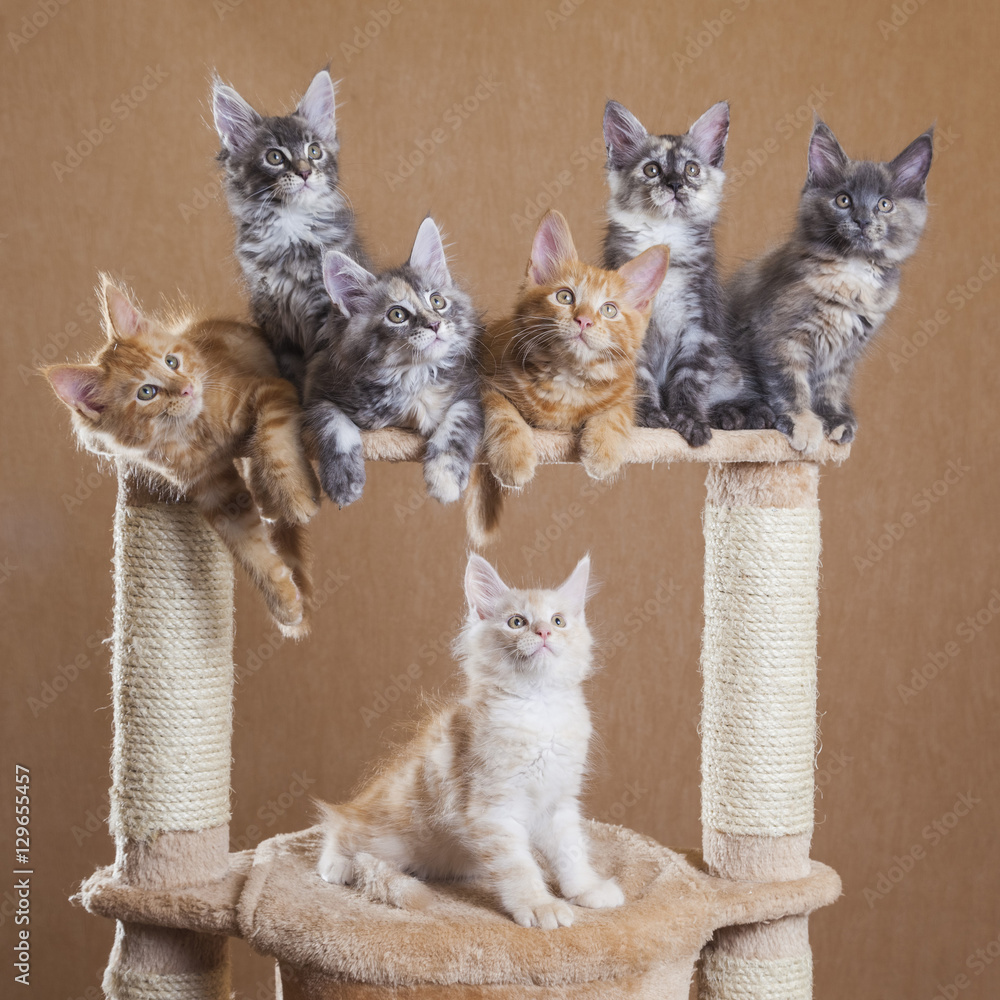 Naklejka premium maine coon kittens