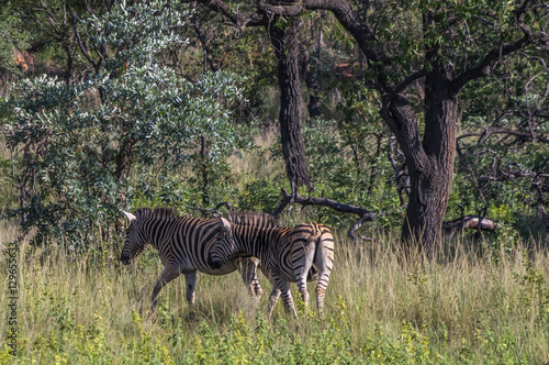 Zebra s grazing in the  wild at the Welgevonden Game Reserve in South Africa